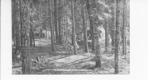 Outerson Park Logging Site