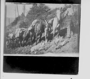 Pack Train