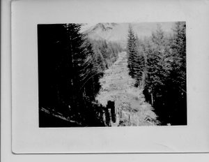 Forest Landscape